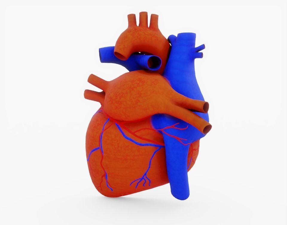 960x752 Asset Human Heart Cross Section Anatomy Cgtrader