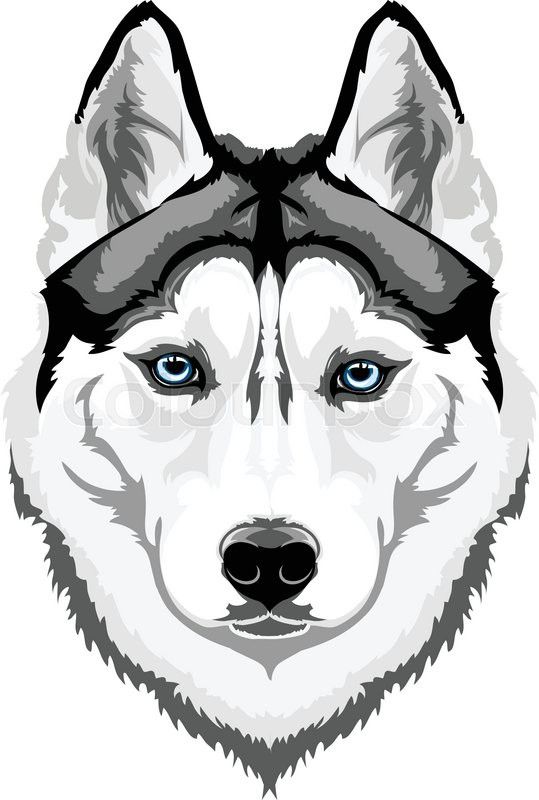539x800 Vector Head Intelligent Dog Breed Siberian Husky Vector