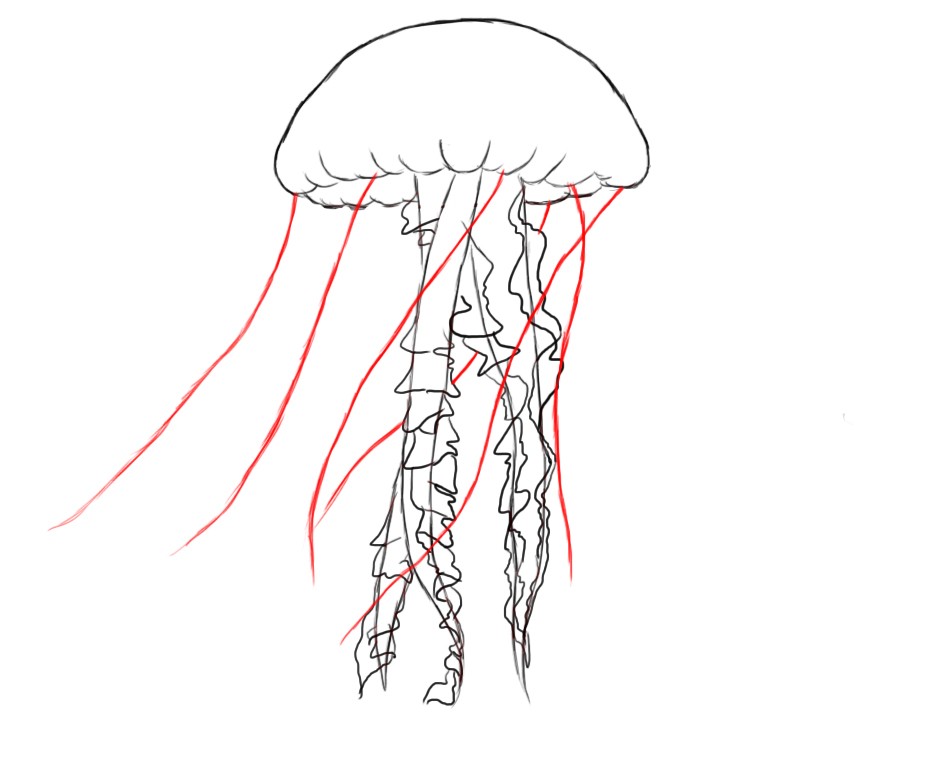 927x768 How To Draw A Realistic Jellyfish