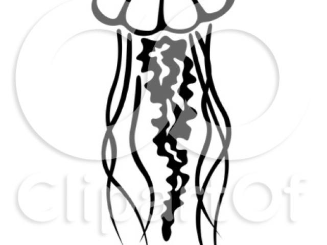 640x480 Jellyfish Clipart Realistic