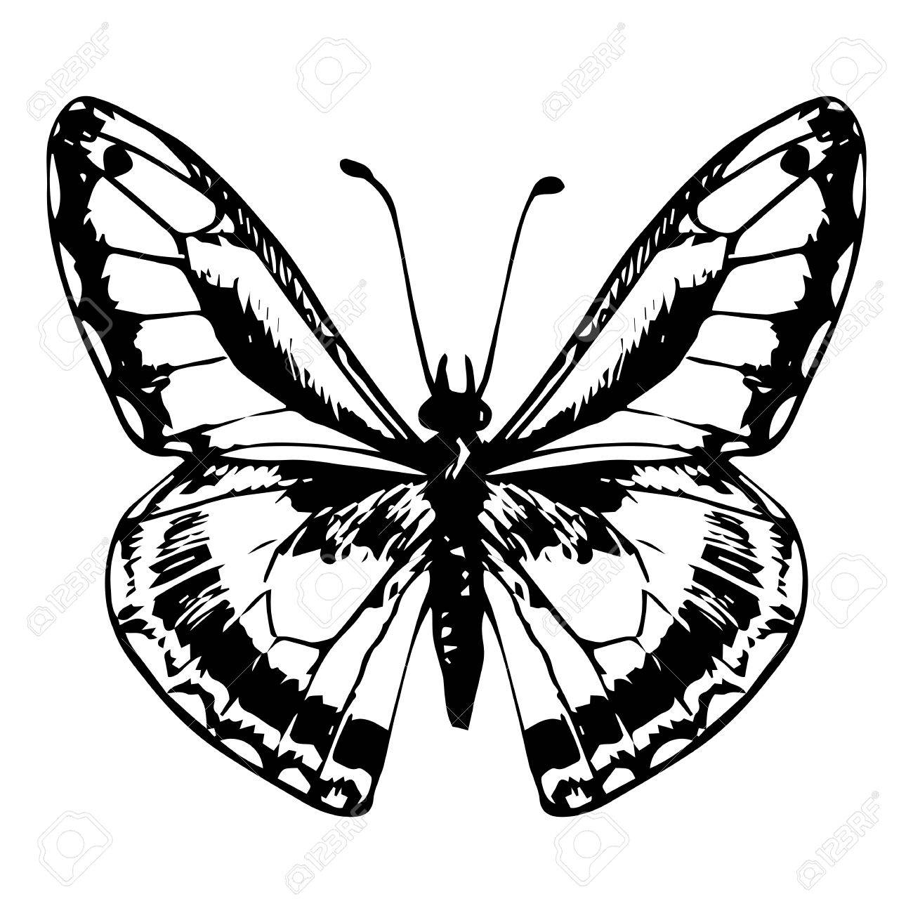 1300x1300 cat drawing pencil realistic cat pencil sketch drawn kitten pencil