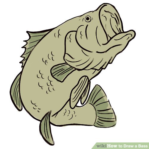 500x500 How To Draw A Bass Steps
