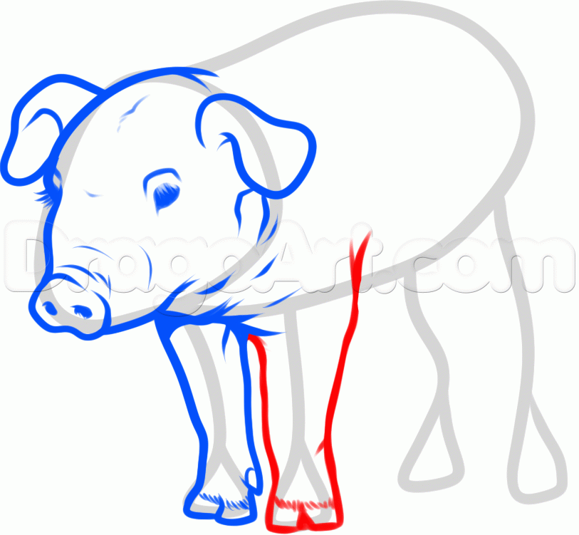 813x751 How To Draw A Pig, Step