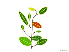 236x177 Best Maple Images Drawings, Autumn, Leaves