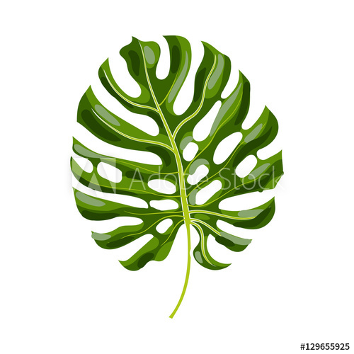 500x500 full fresh leaf of monstera palm tree, vector illustration