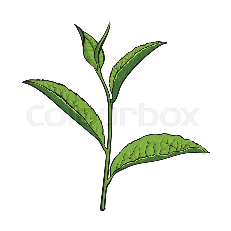 800x800 Hand Drawn Green Tea Leaf, Side View Stock Vector Colourbox