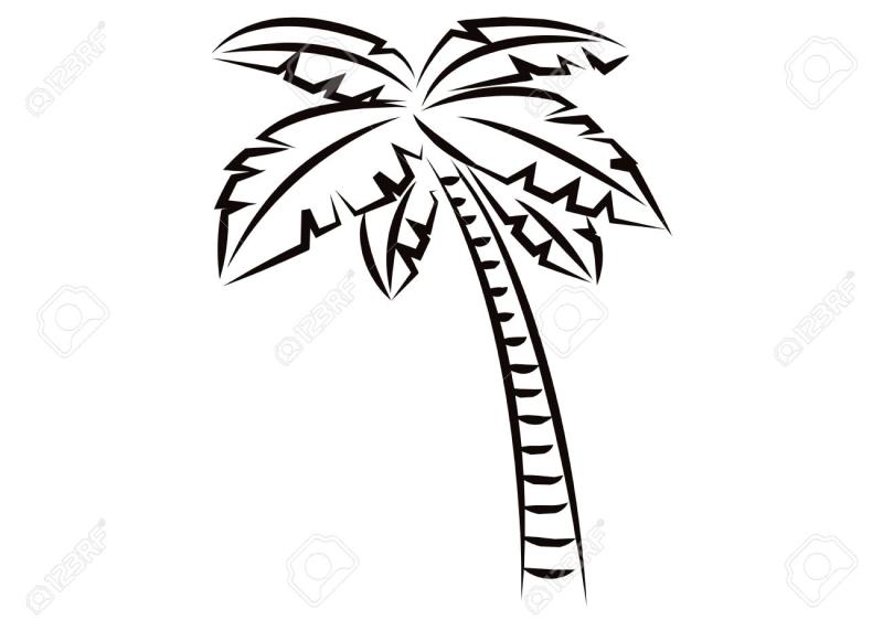 800x581 Leaf Drawing Coconut Tree For Free Download