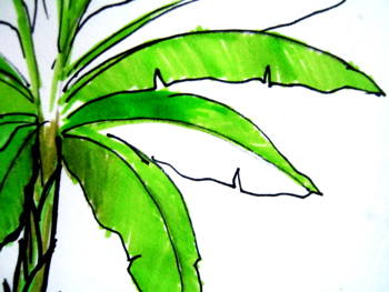 350x263 How To Draw A Banana Plant