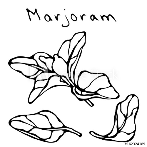 500x500 marjoram herb branch and leaf realistic hand drawn doodle style