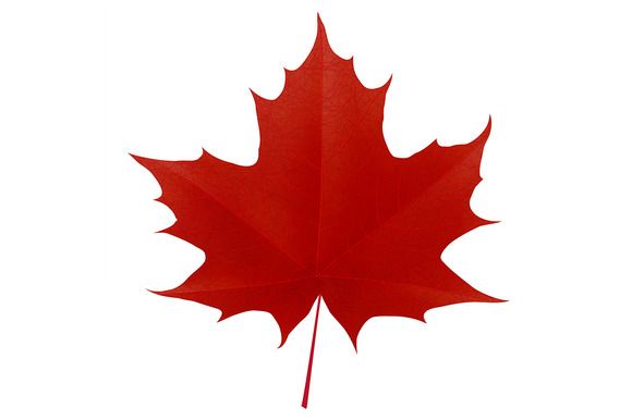 580x386 Realistic Red Maple Leaf Graphic Objects