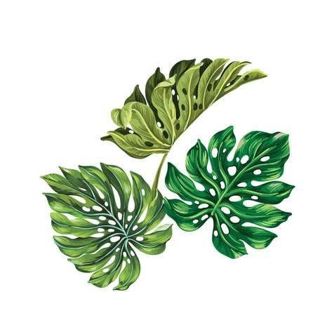 473x473 Vector Tropical Palm Leaves Realistic Drawing In Vintage Style