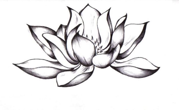 700x431 Lotus Tattoo Black And White