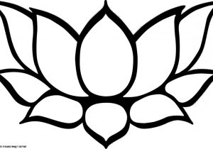 300x210 Drawing Lotus Flowers Realistic Lotus Flower Drawing