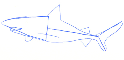 400x195 How To Draw A Realistic Shark