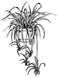 201x269 How To Draw A Spider Plant Pme Mural