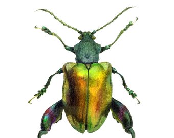 340x270 Beetle Drawing Etsy