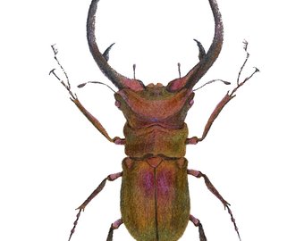 340x270 Realistic Drawings Etsy