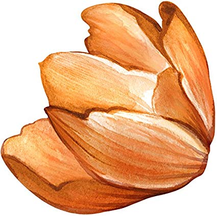 425x424 Beautiful Realistic Nature Plant Watercolor Art Vinyl