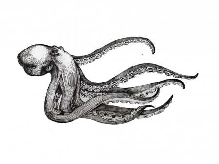 450x338 Octopus Face Drawing