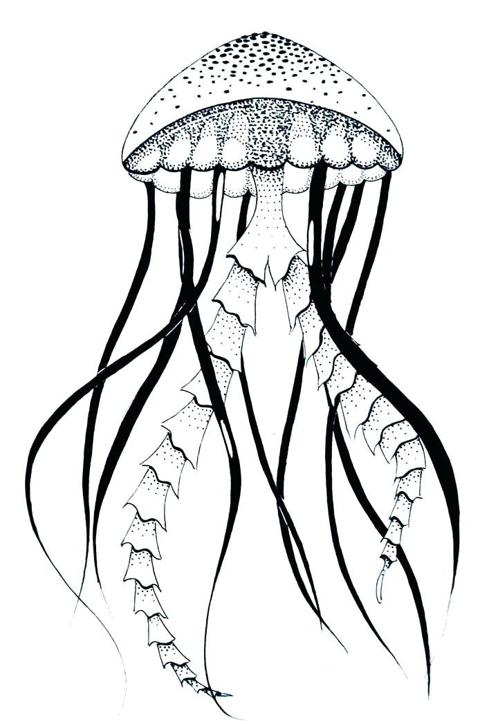 720x1051 Drawings Of Jellyfish Buy Art Amazing Jellyfish Drawings
