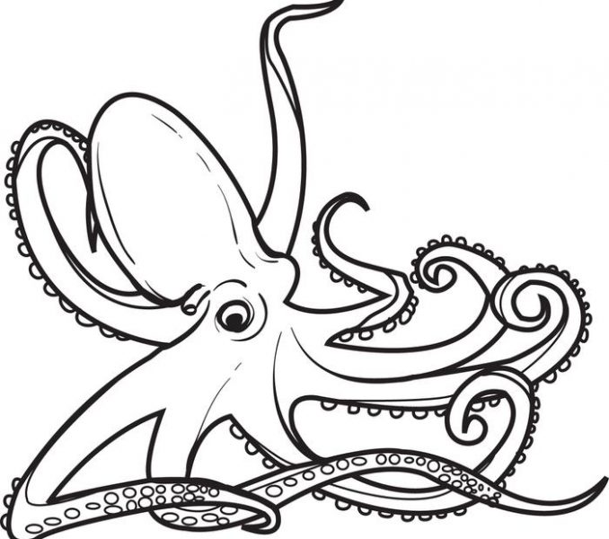678x600 Free Octopus Pictures To Print Giant Pacific Octopus Drawing
