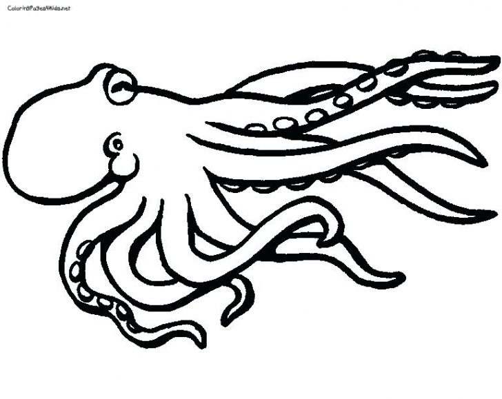 728x579 Giant Pacific Octopus Coloring