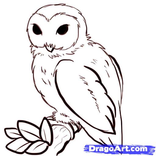 512x512 Realistic Owl Outline