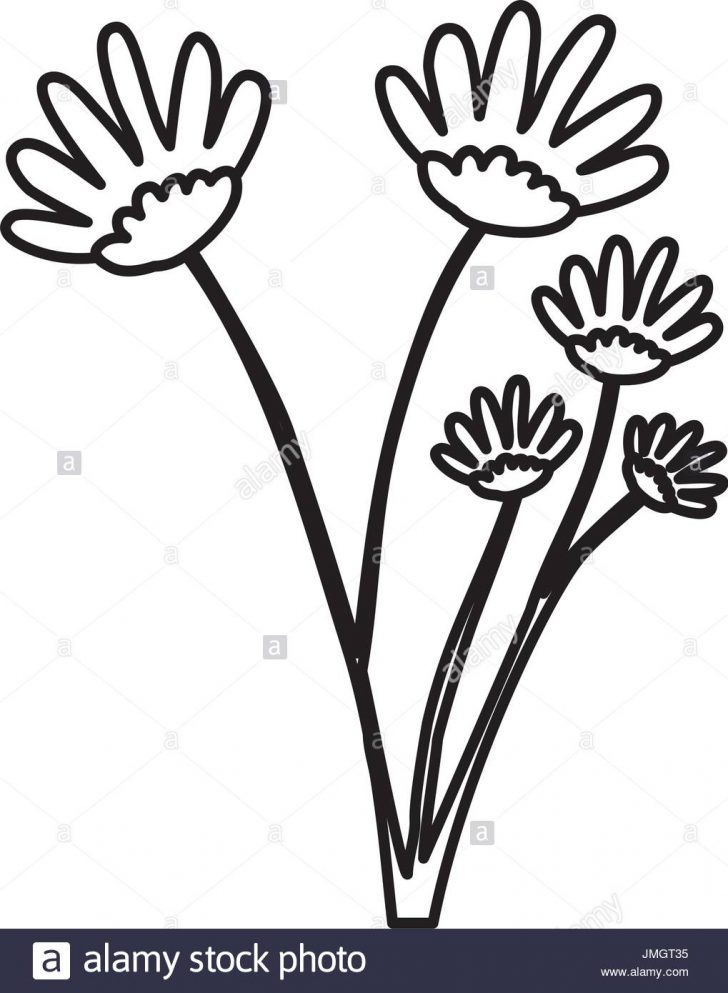 728x993 Daisy Flower Pencil Drawing Yellow Realistic Vector Images