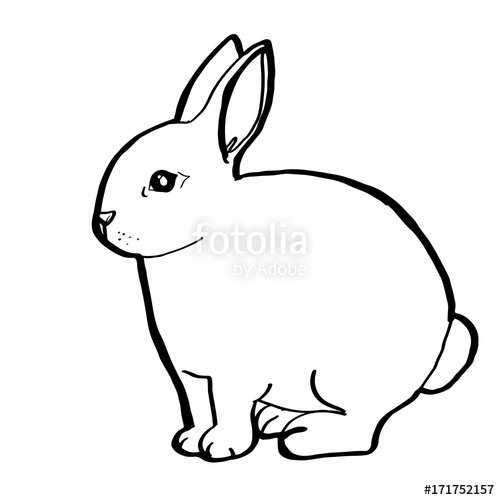 500x500 Realistic Rabbit White Drawing Stock Photo And Royalty Free