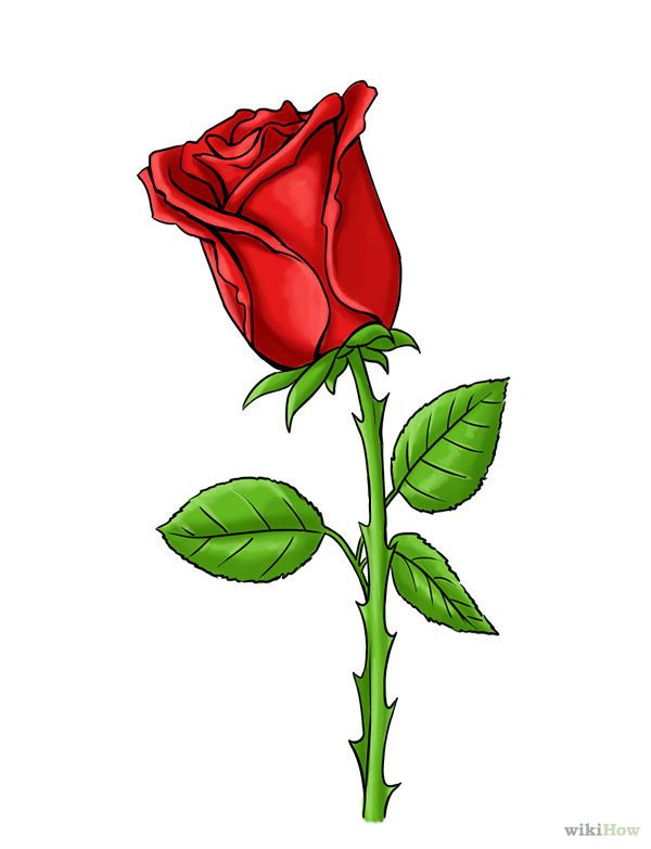 600x783 Draw A Rose Art Drawings, Plant Drawing And Flowers