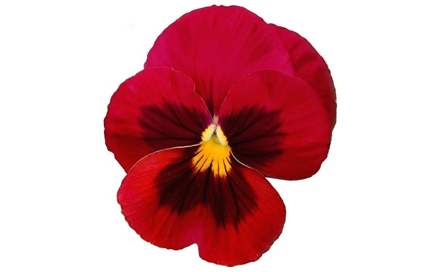 900x560 Realistic Flowers Rose Tattoo Black And Grey Coloring Pages