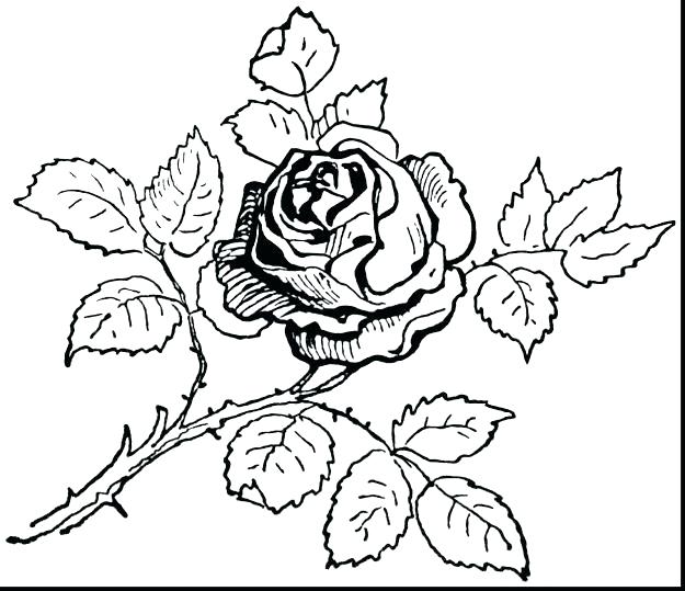 625x539 Rose Heart Drawing At Free For Personal Use Rose Coloring Pages
