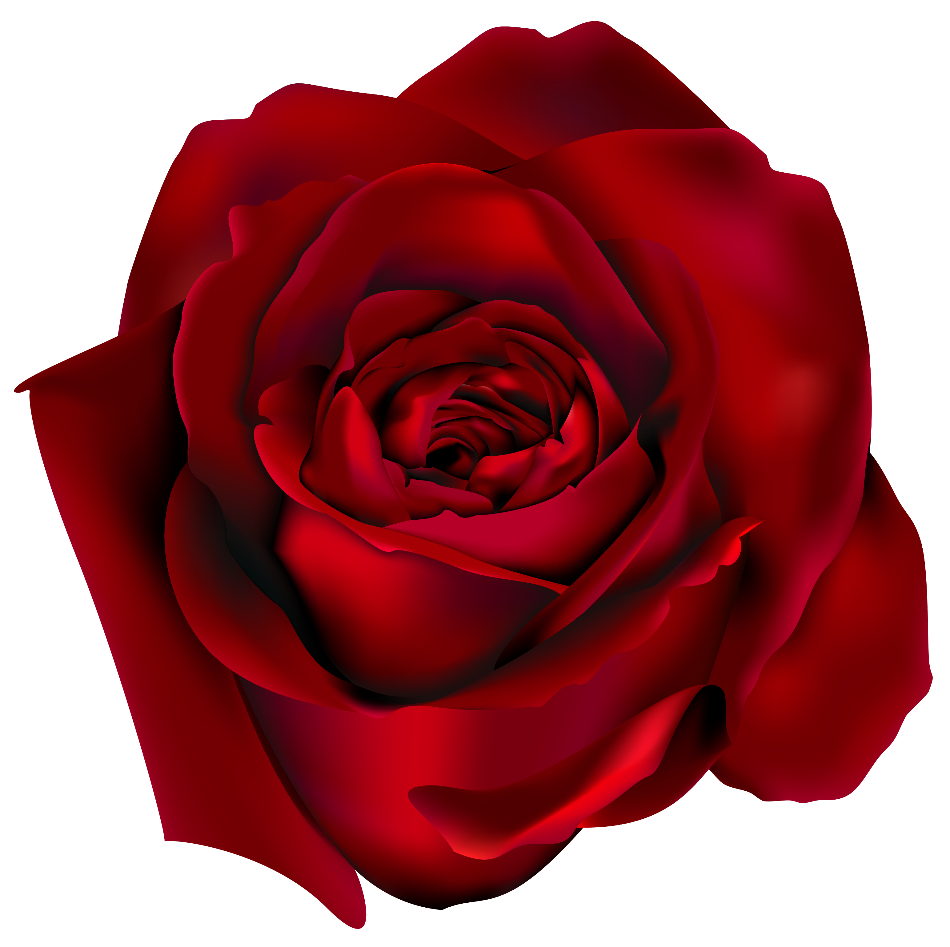 3087x3078 Collection Of Free Drawing Realistic Rose Download On Ui Ex