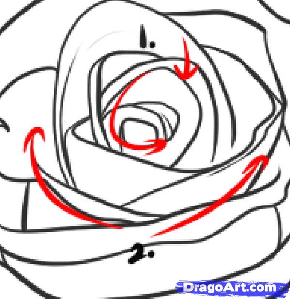599x617 Draw A Realistic Rose, Draw Real Rose, Step