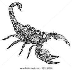 Realistic Scorpion Drawing