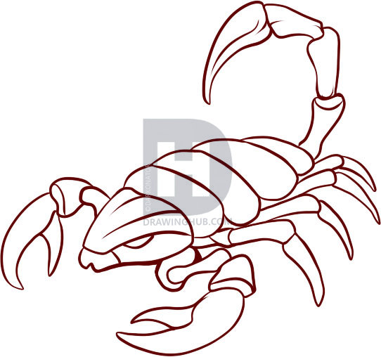 542x508 How To Draw Scorpions, Step