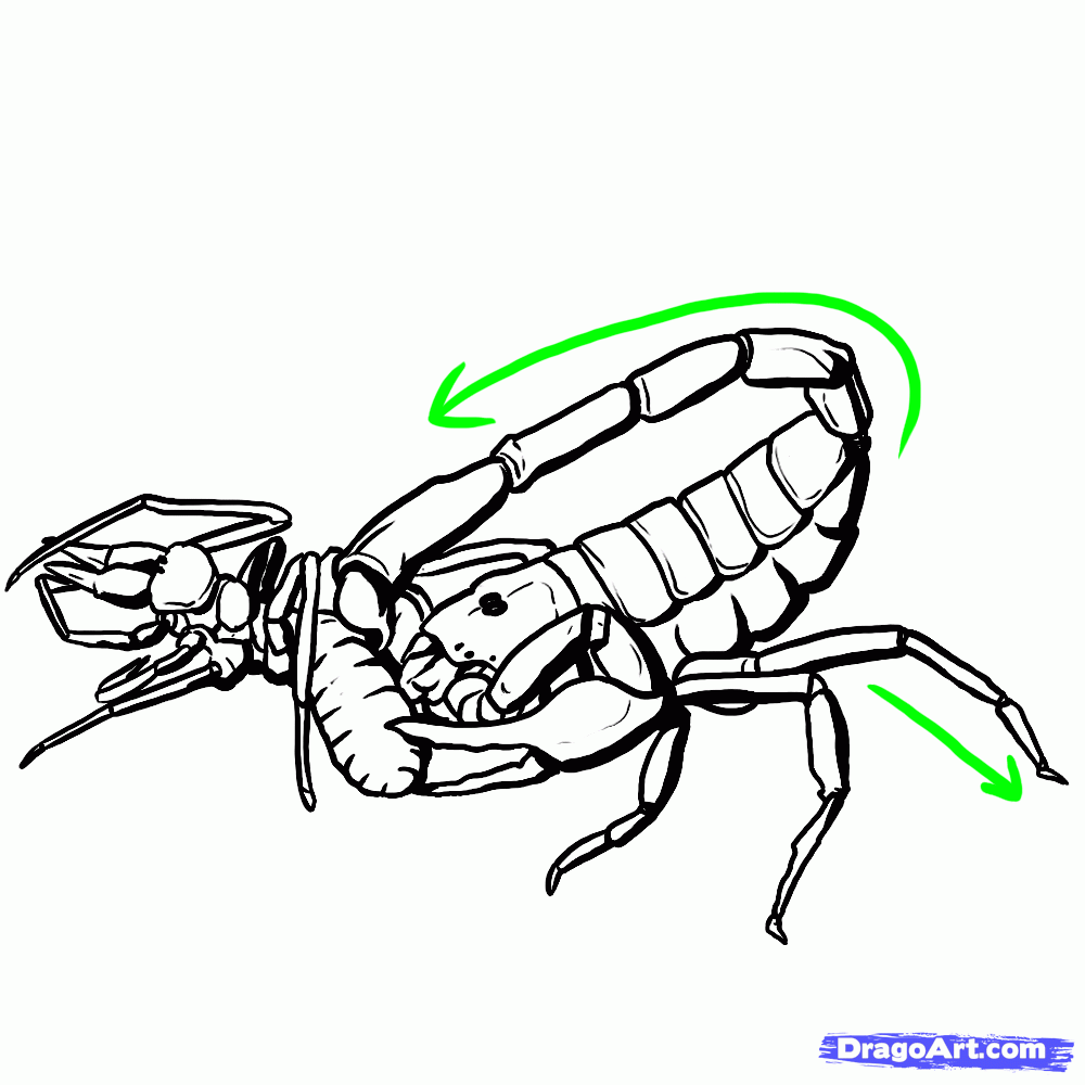 1000x1000 How To Draw Scorpions, Step