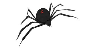 342x184 How To Draw A Scorpion