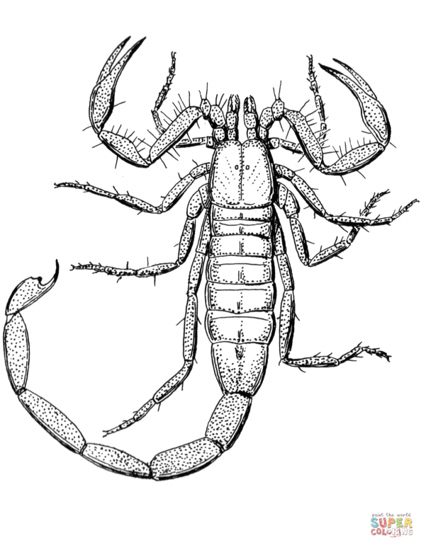 594x770 Realistic Scorpion Coloring Pages