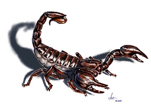 500x373 Realistic Scorpion Drawing Enews