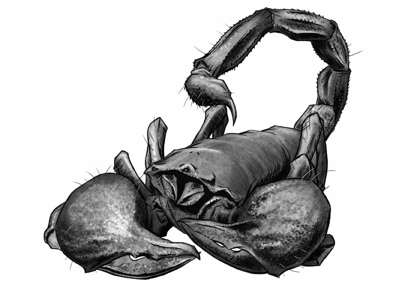 792x612 Realistic Scorpion Drawing