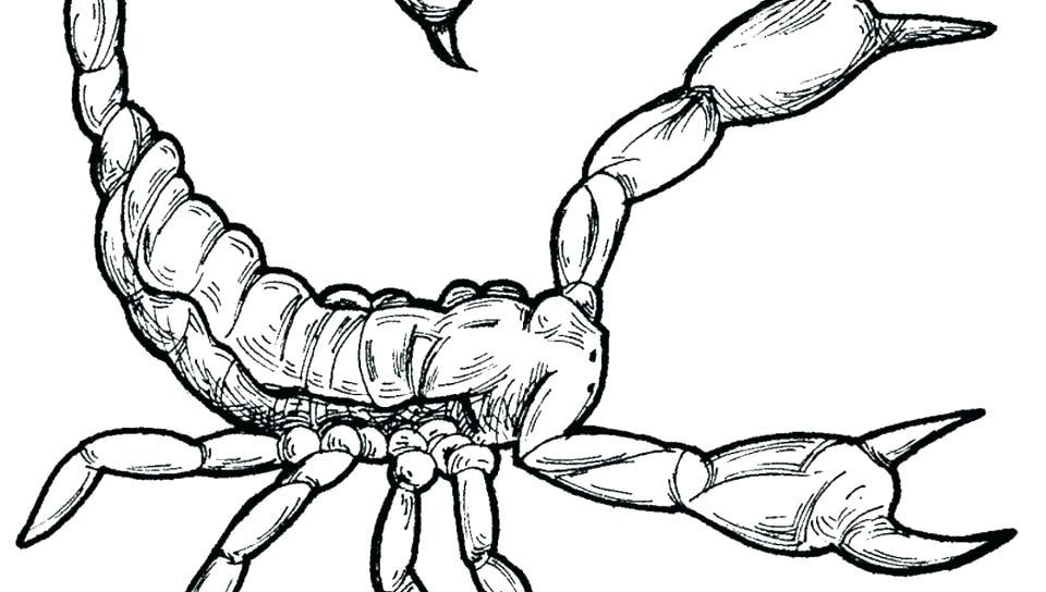 960x544 Scorpion Drawing Free Download