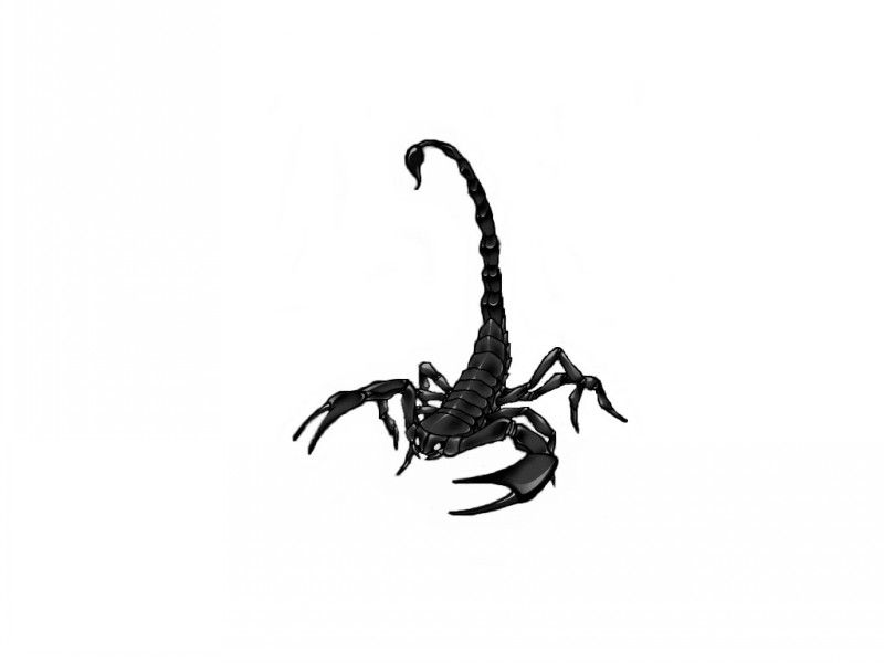 Realistic Scorpion Drawing | Free download on ClipArtMag