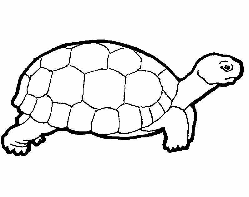 Realistic Sea Turtle Drawing | Free download on ClipArtMag