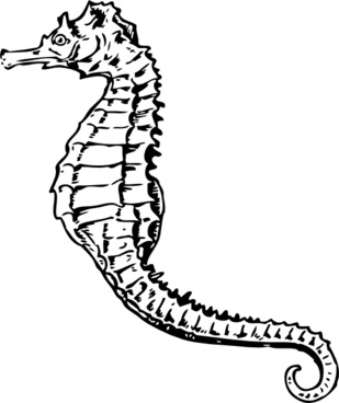 309x368 Seahorse Graphics Free Vector Download