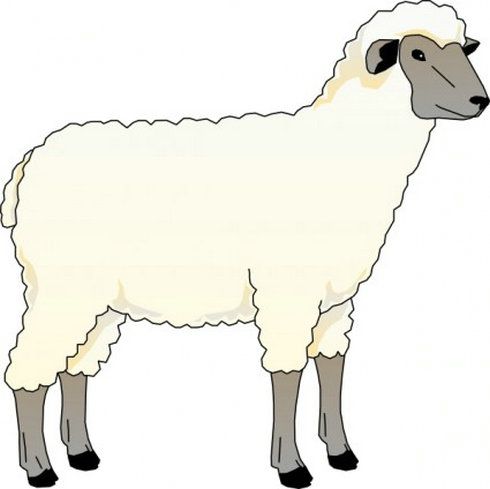 490x489 Pictures Of Sheep