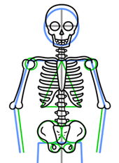 170x232 How To Draw A Skeleton