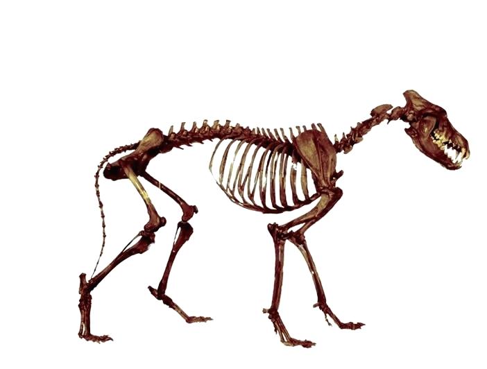 702x532 how to draw a saber tooth tiger step