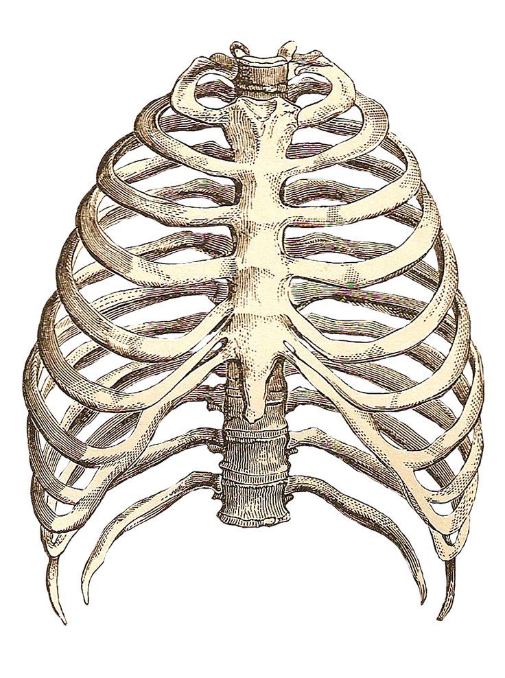 736x988 Realistic Anatomy Clip Art Images