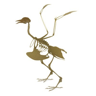 400x400 Realistic Bird Skeleton Model